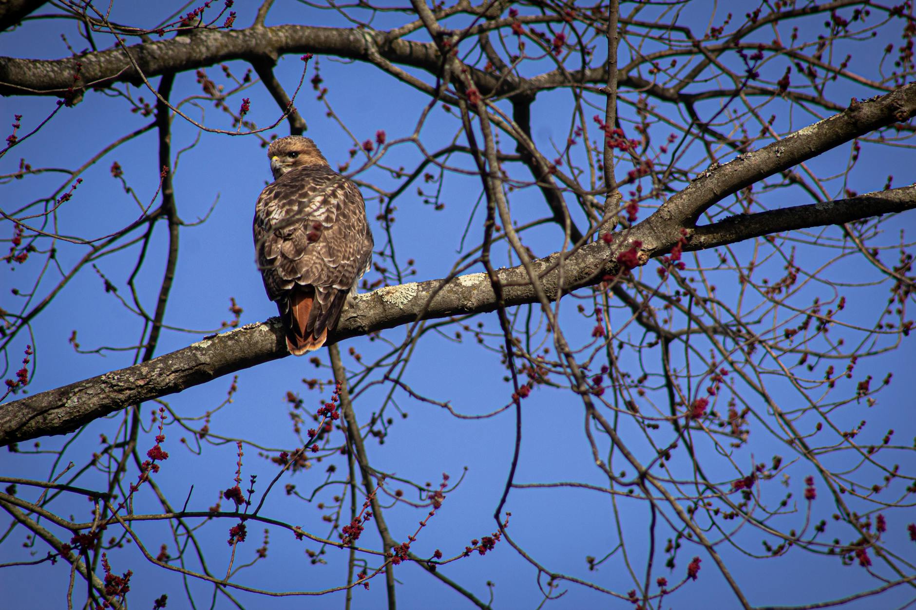 Red Bull's Playable Tetris Magazine: A New Era in Gaming and Print