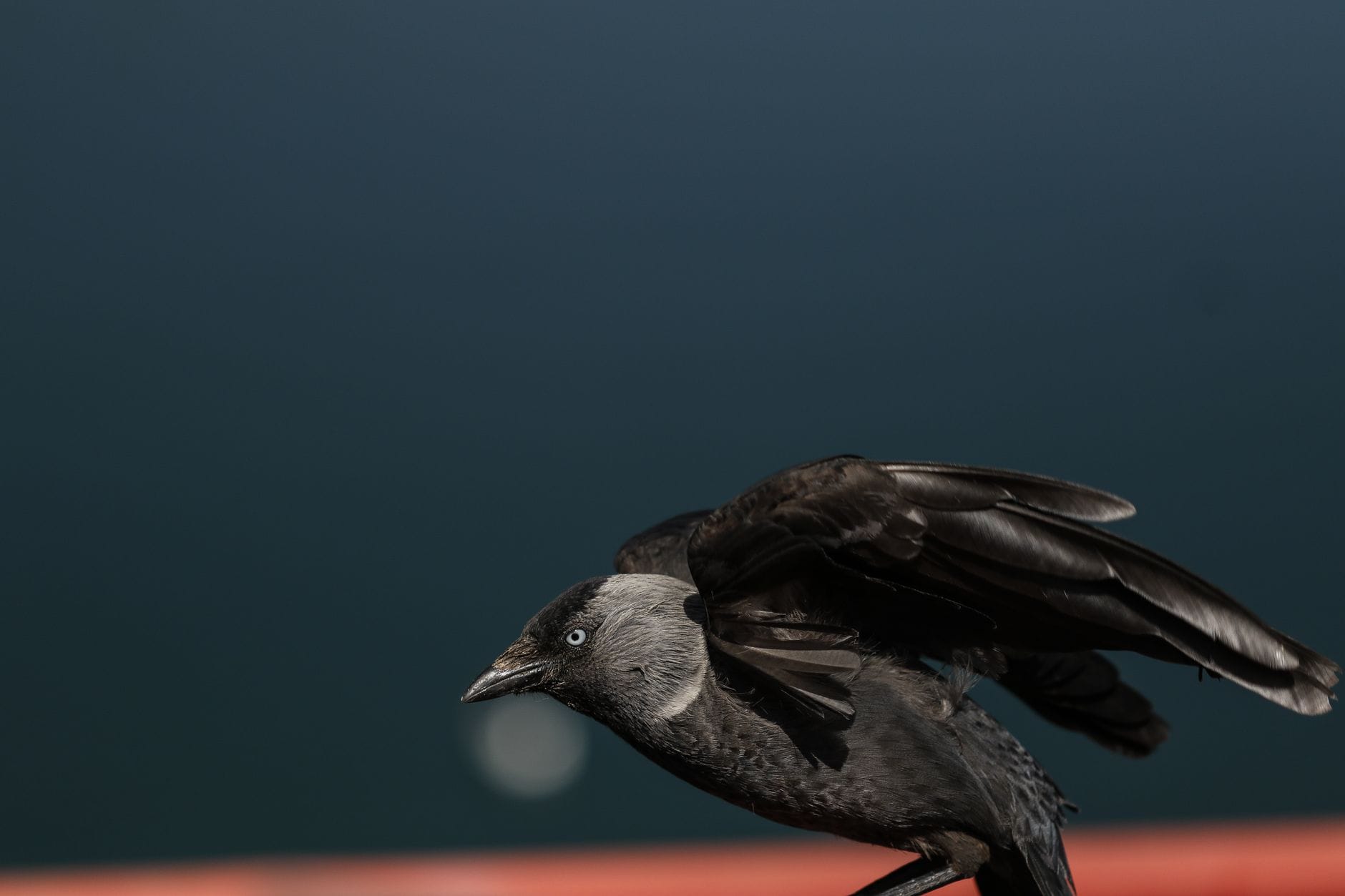 The Urgent Debate Over Jackdaw Gas Field and Its Implications for Energy Security