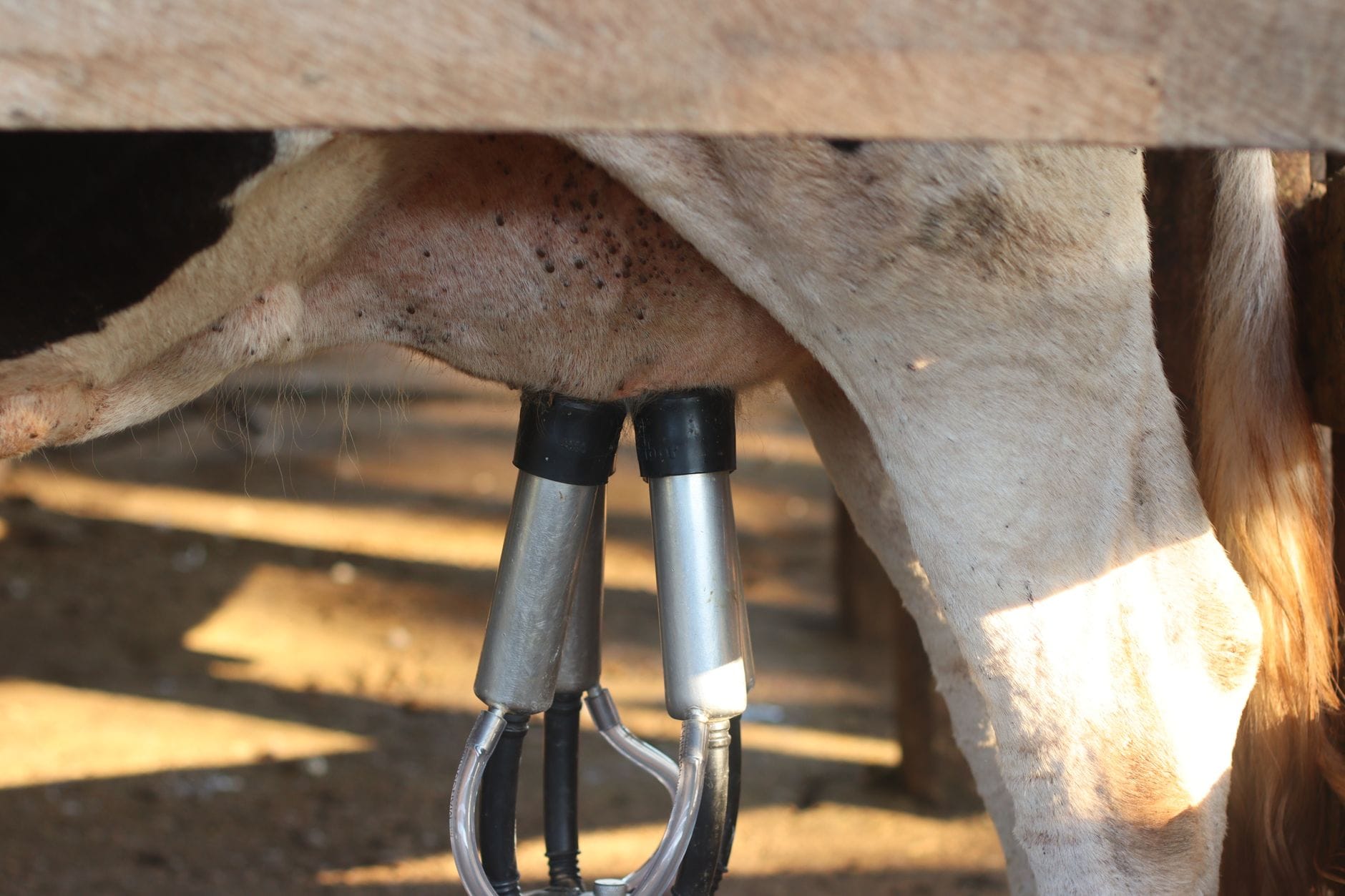 Dairy Farmers Combat Extreme Heat with Innovative Cooling Solutions