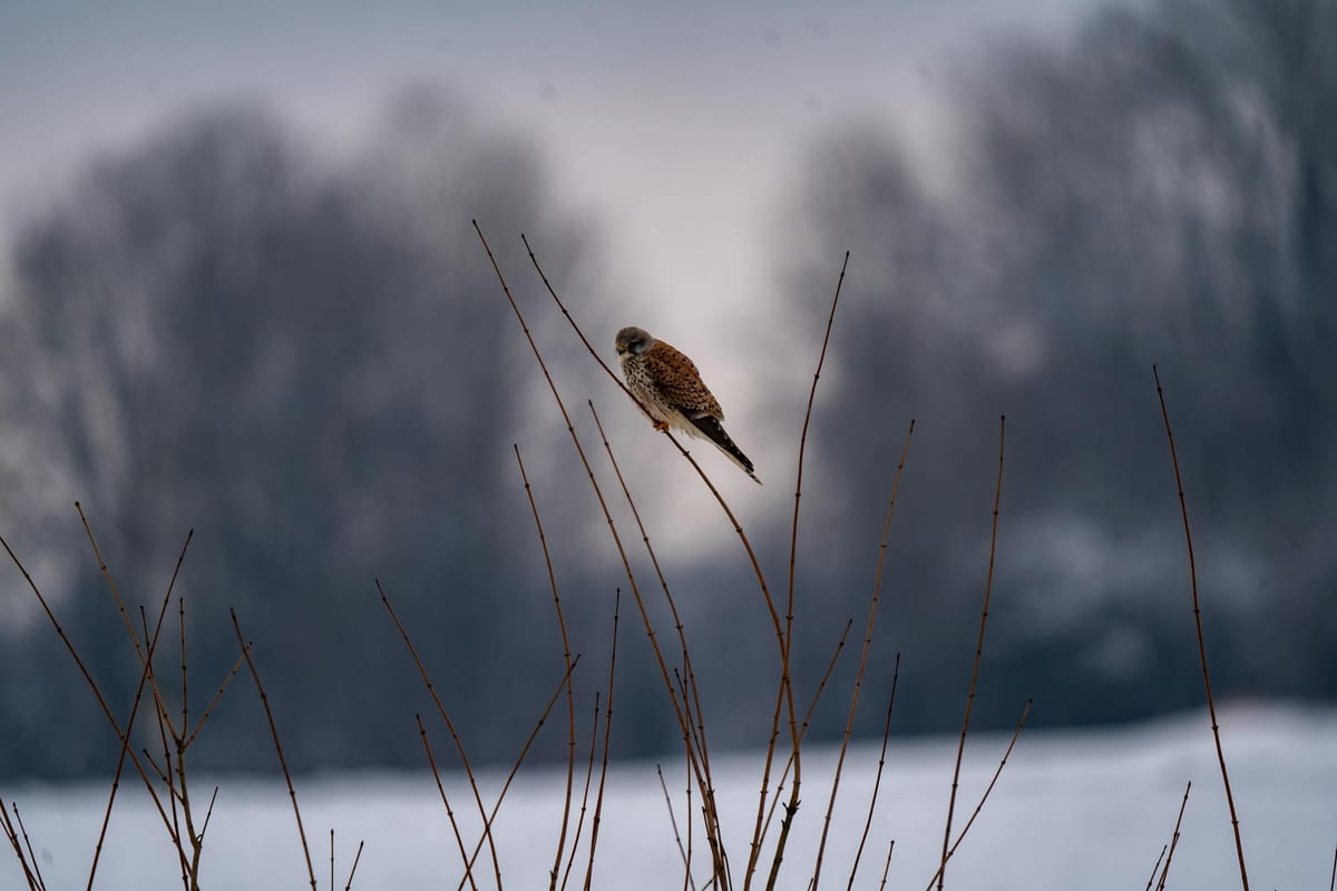 Tiny Falcons Play a Big Role in Protecting Cherry Farms