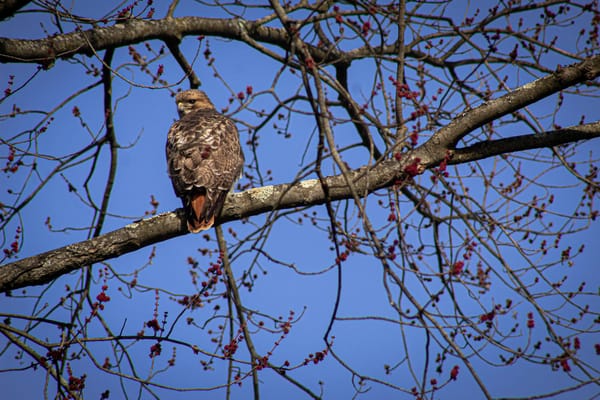 Red Bull's Playable Tetris Magazine: A New Era in Gaming and Print